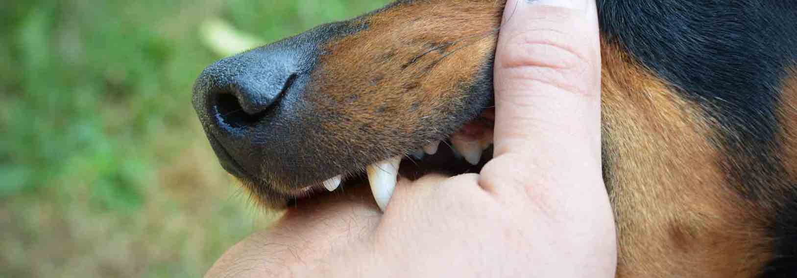 How long does a rabies vaccine last for foreign travel?