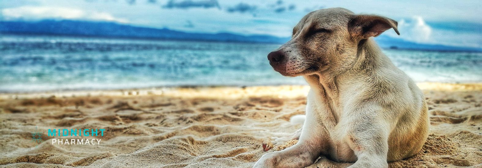 Dog on the beach