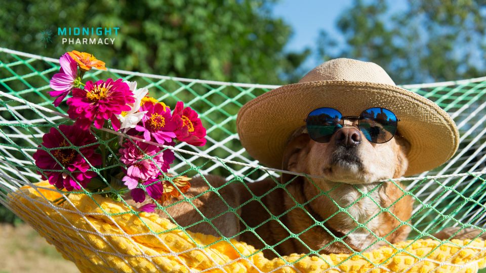 Dog on a sun lounger