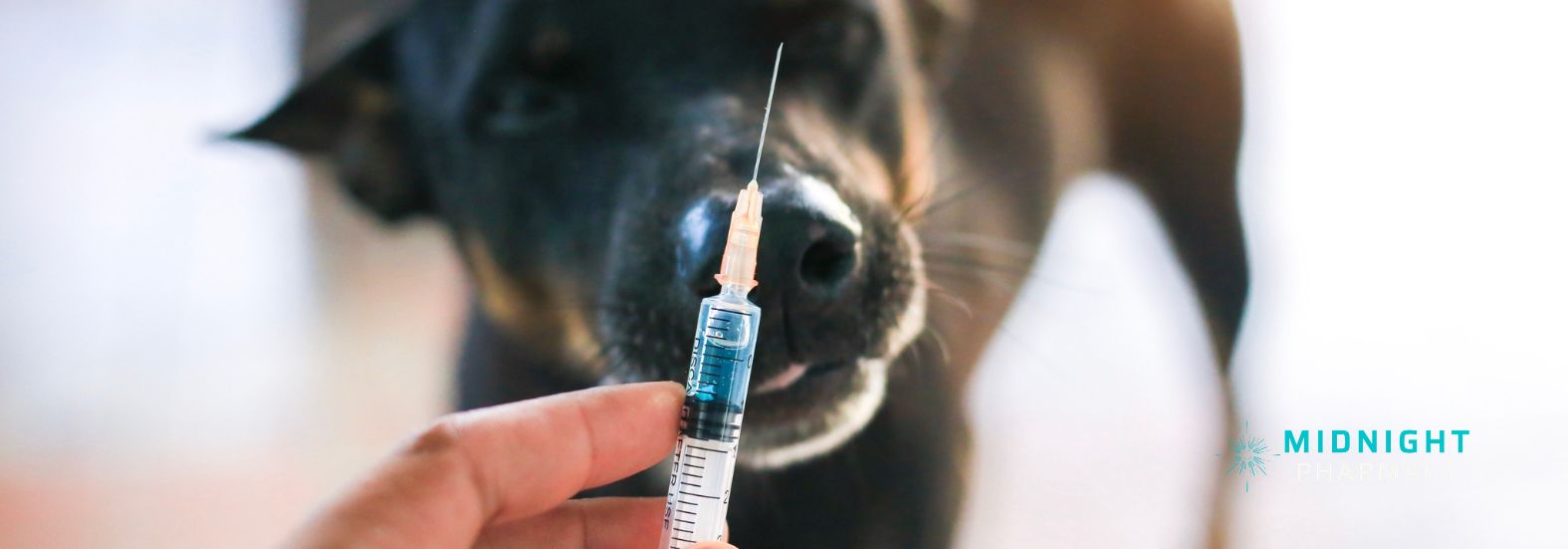 Dog and rabies vaccine