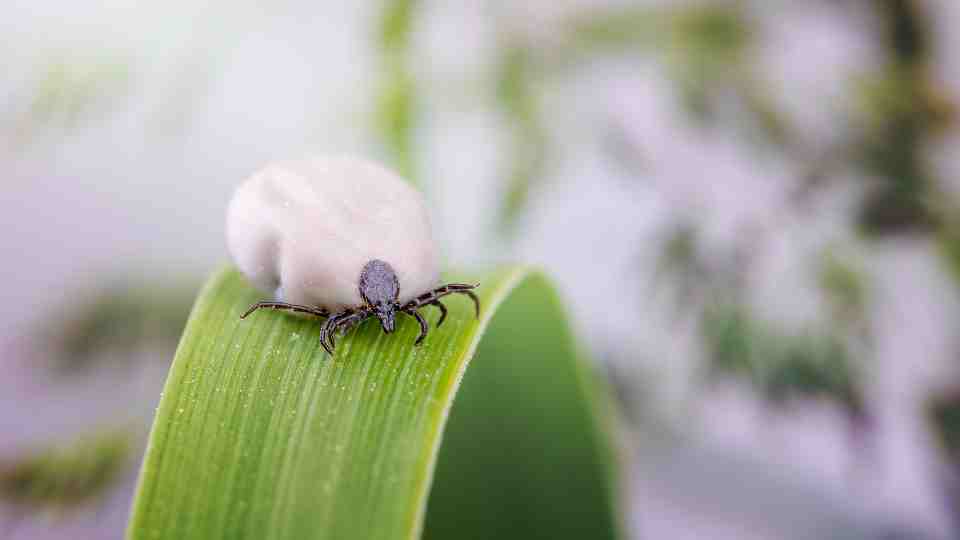 Private tick borne encephalitis vaccine