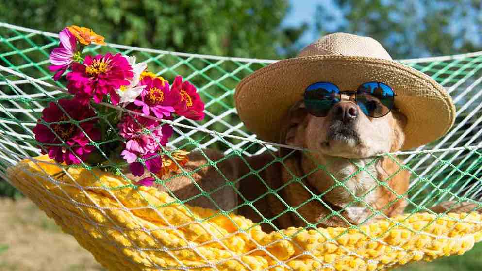 Rabies jab explained