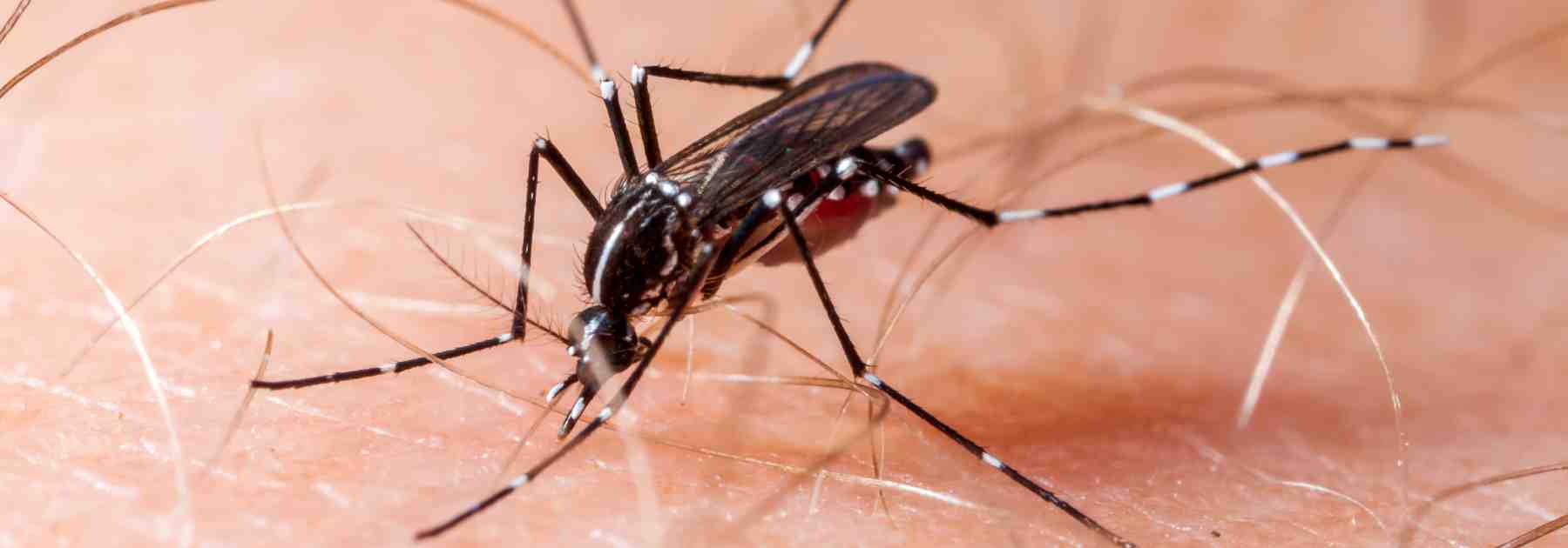 Mosquito transmitting yellow fever close up