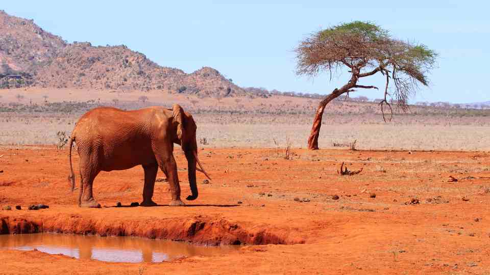 Africa safari travel destination