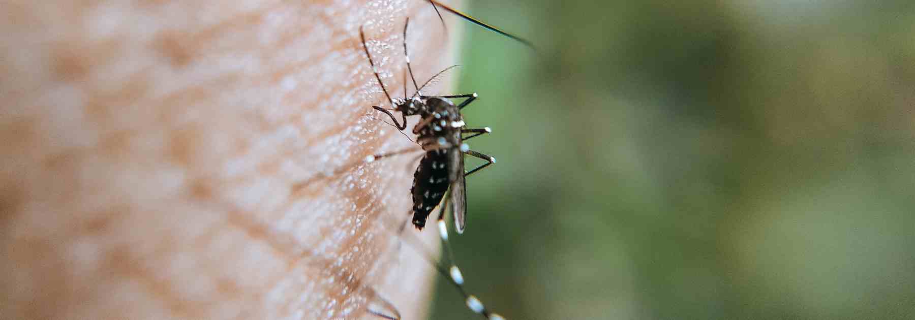 Mosquito on arm